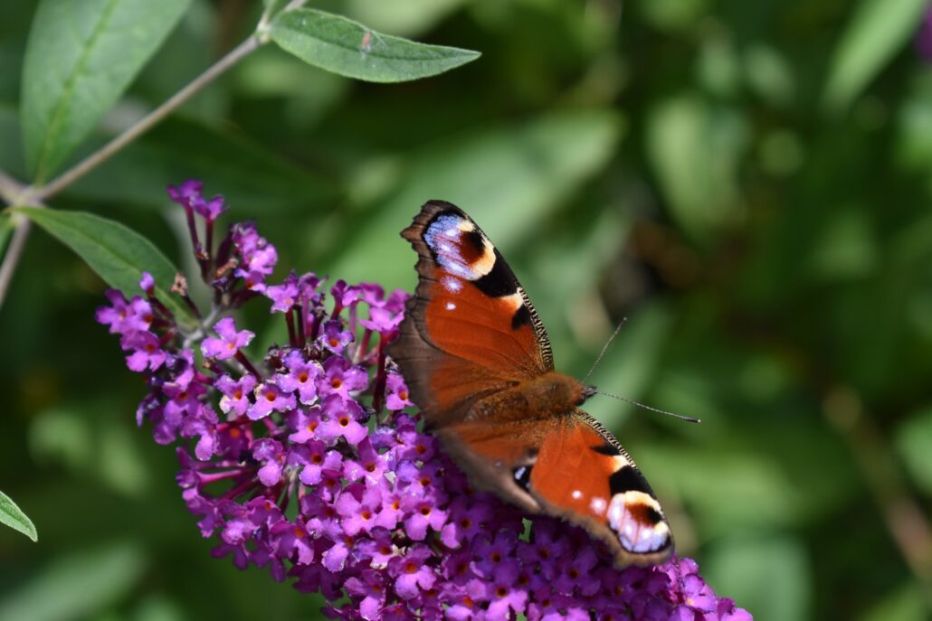 Butterflies as indicators of our impacts on nature Butterflies as indicators of our impacts on nature